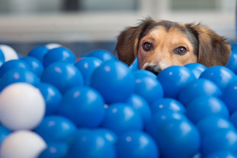 Tierisch gutes Teamwork: Fressnapf und PAYBACK machen weiter gemeinsame Sache!