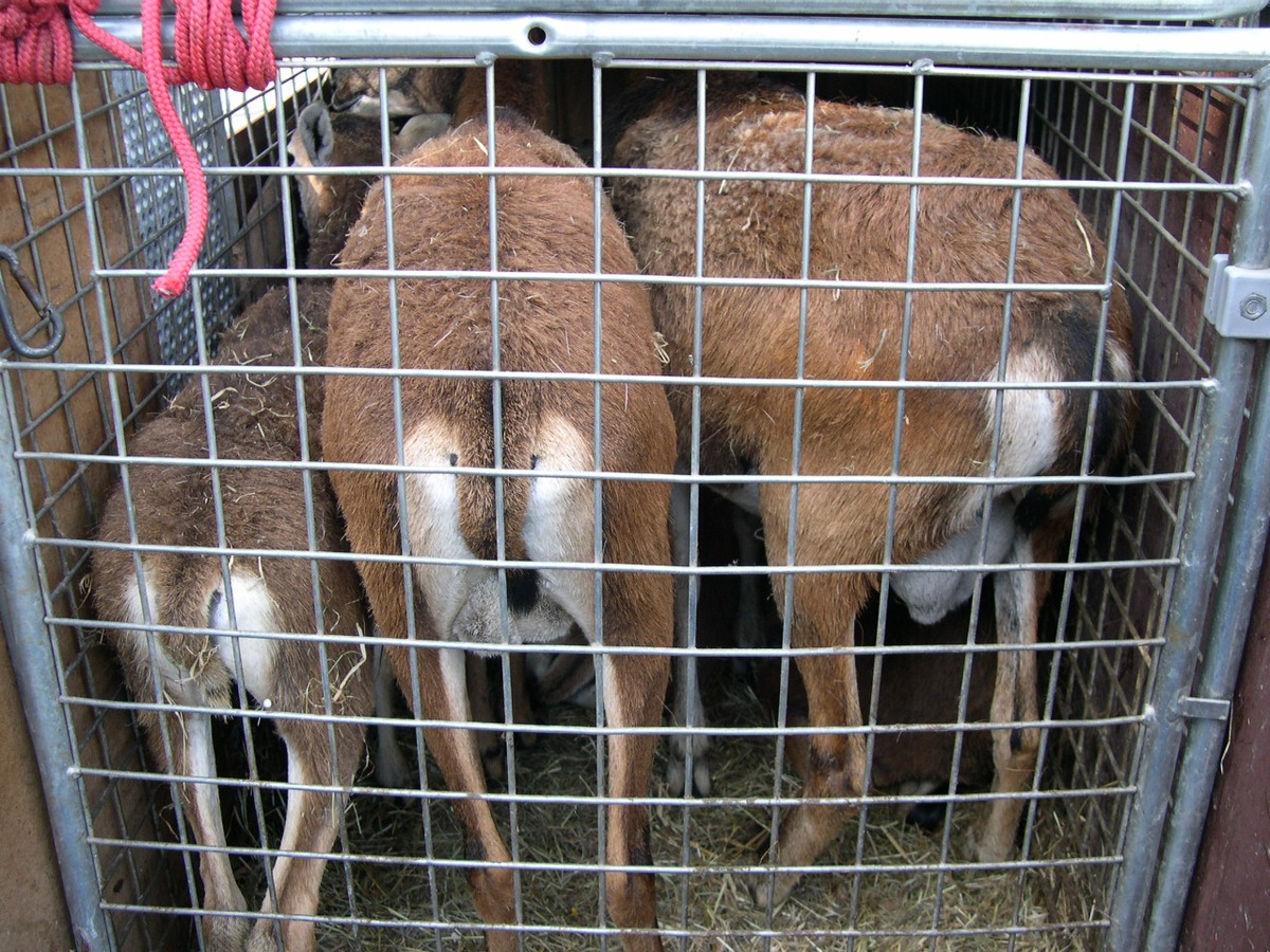 POL-HM: Schutz von Tieren bei Tiertransport missachtet