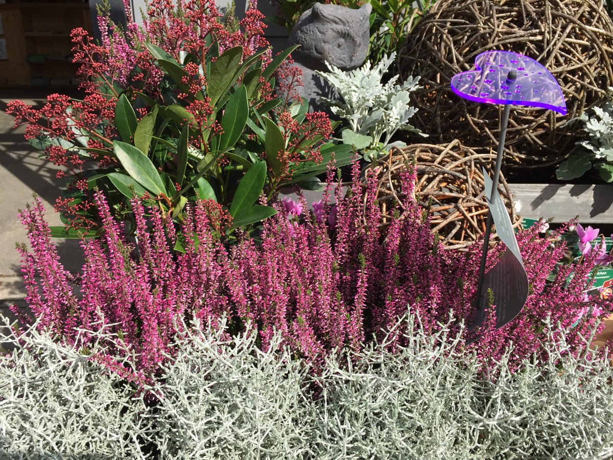 Mit blühenden Heidegärten den Sommer verlängern / Erica und Calluna: vielfältige und farbenprächtige Heidepflanzen für den heimischen Garten / Jetzt ist die beste Pflanzzeit