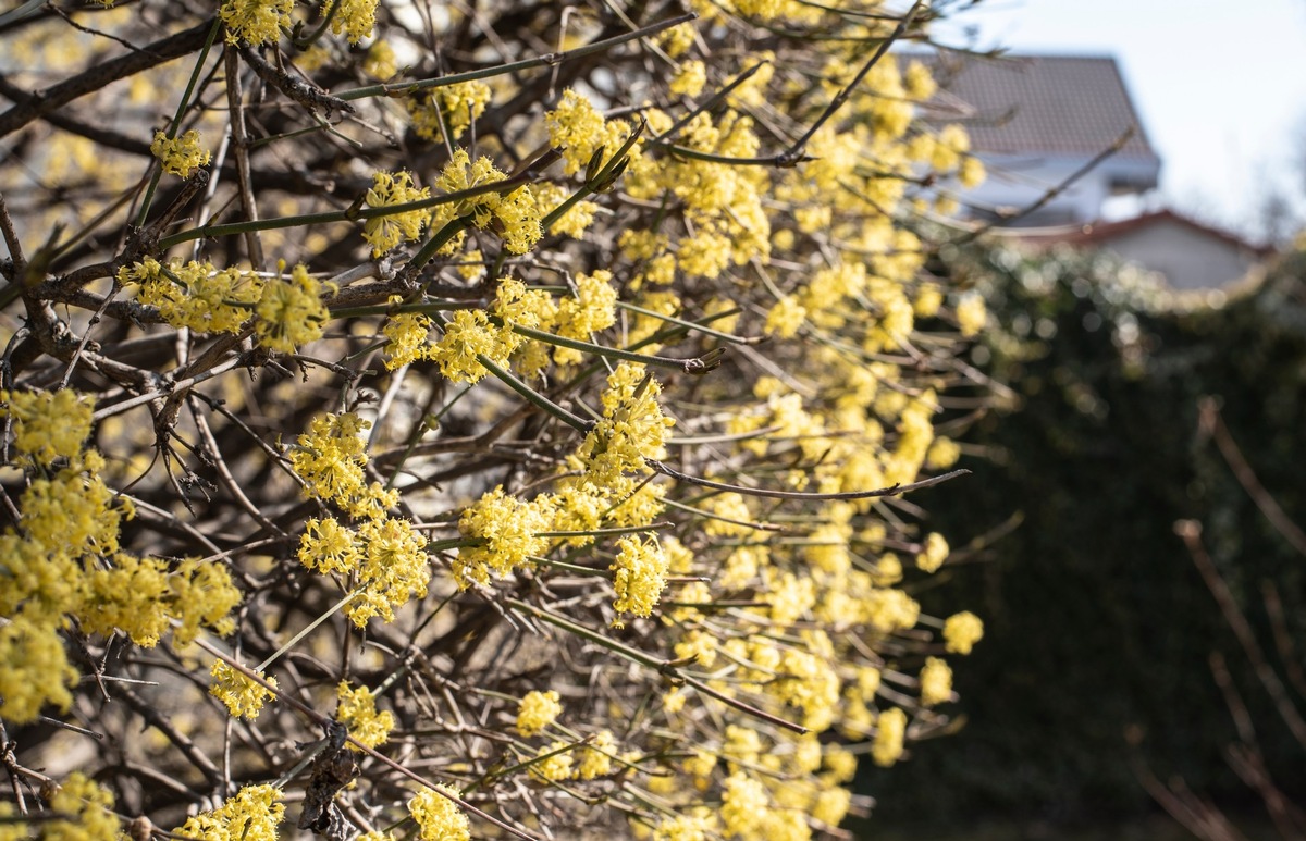 Wussten Sie schon, welcher Strauch fast alles kann im Garten?