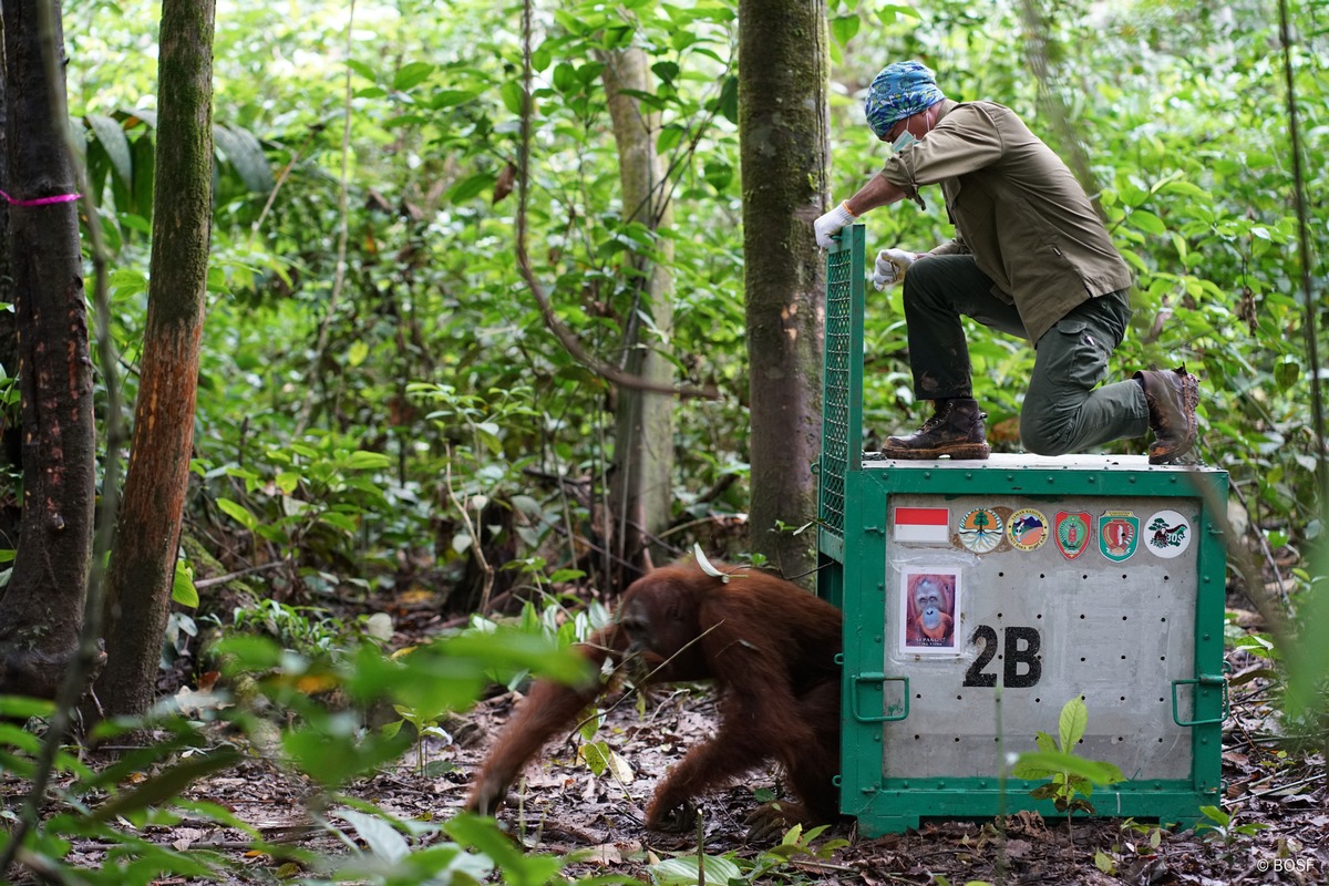 Weleda hilft Orang-Utans auf Borneo