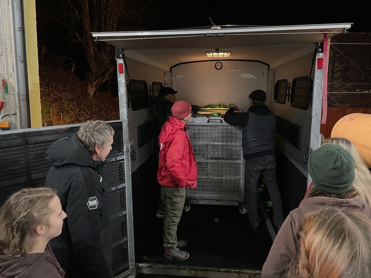 VIER PFOTEN rettet zweite weisse Tigerin aus illegalem Handel in Tschechien