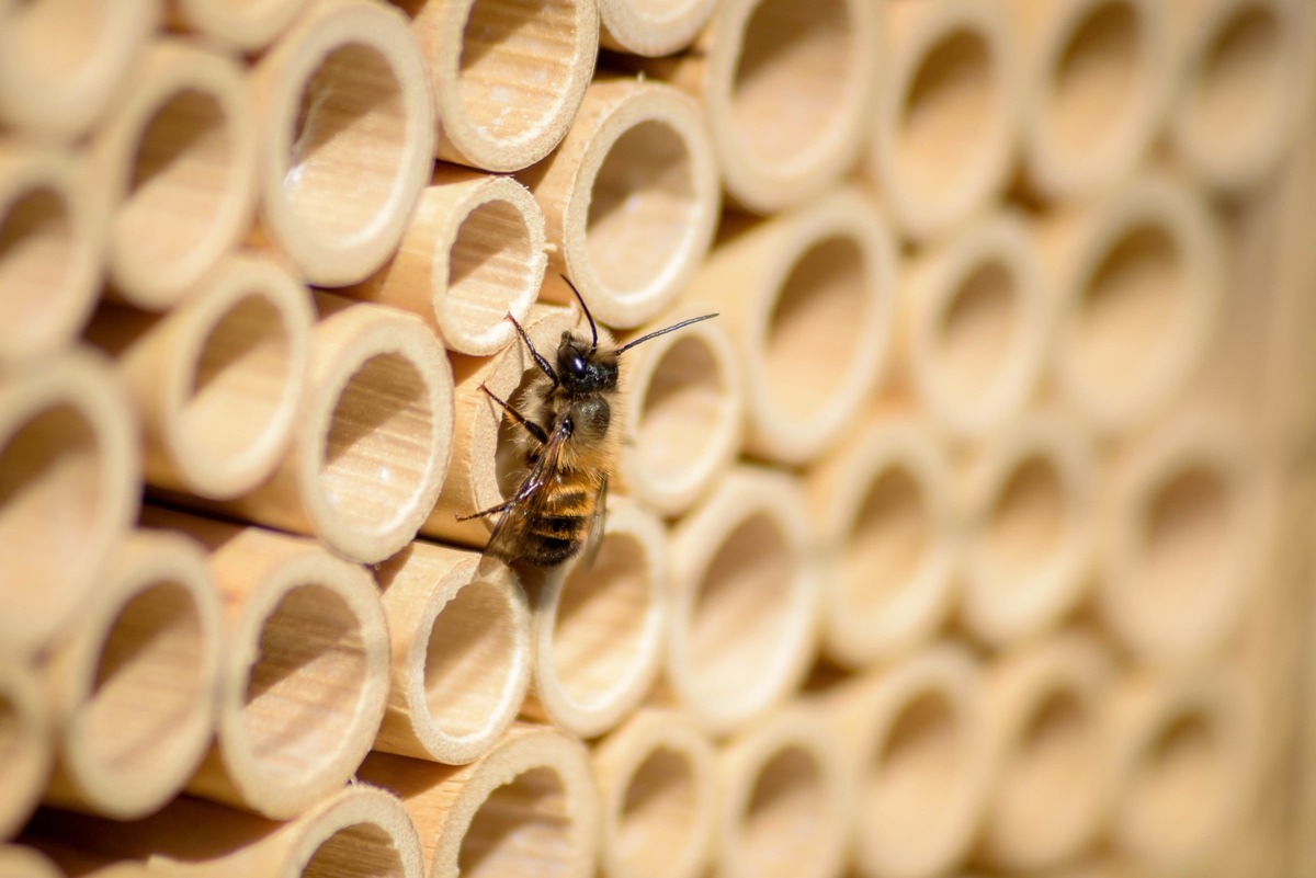 Wildbienen hautnah erleben