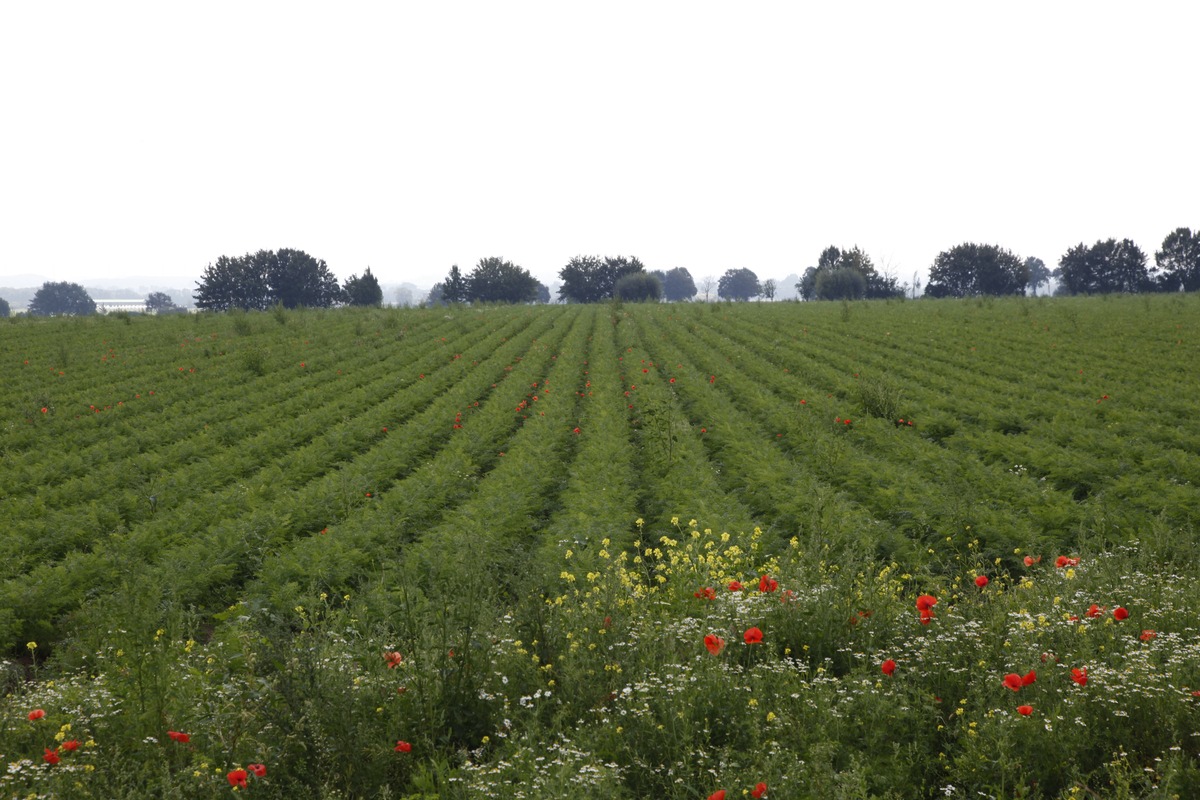 Immer mehr Produkte von REWE Bio tragen das Naturland-Zeichen (mit Bild)