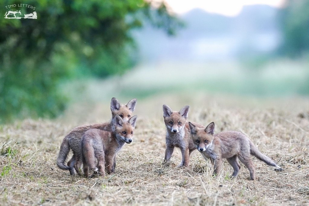 Jagd im Koalitionsvertrag Hessen: Rückwärtsgewandt und kaum gesellschaftsfähig