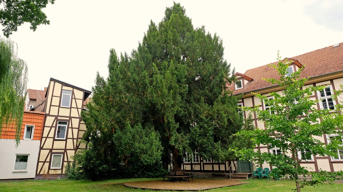 Stadtführung: Gärten und Höfe der Altstadt