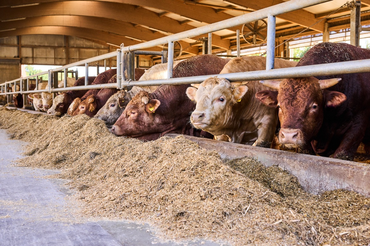 Mehr Tierwohl-Standards für Rindfleisch bei Kaufland