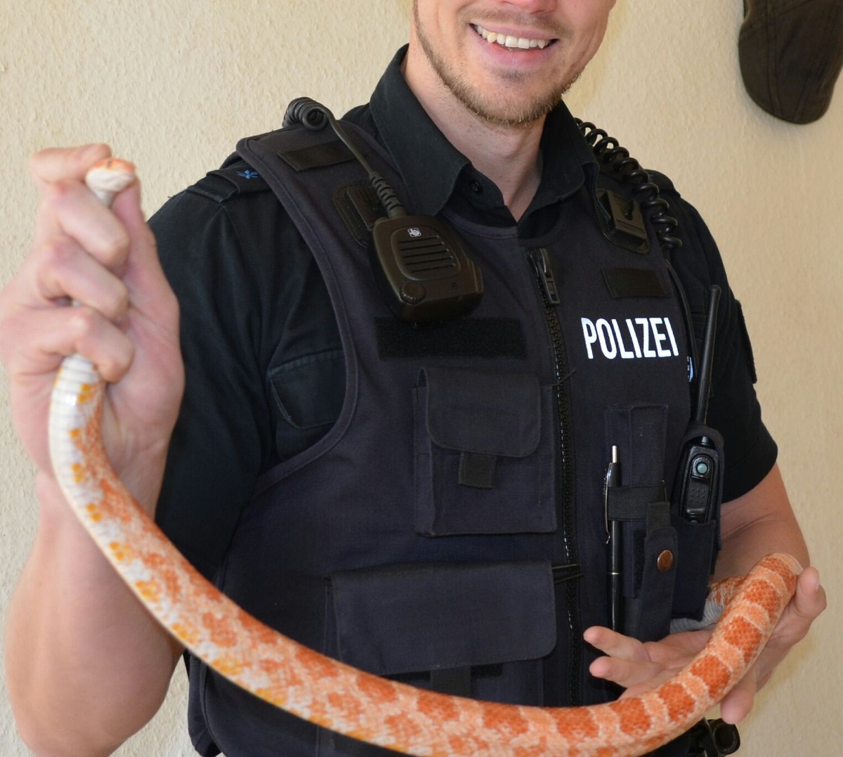 POL-FL: Flensburg - Tierischer Einsatz für die Polizei / Kornnatter in verlassener Wohnung gefunden