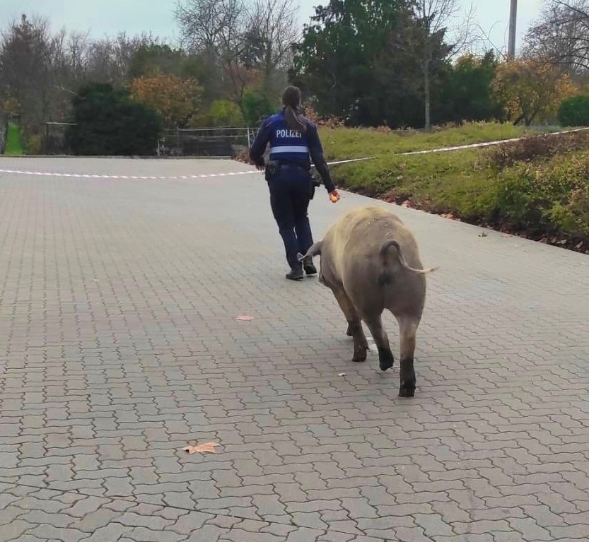 POL-PDNW: Schweinischer Einsatz in Deidesheim