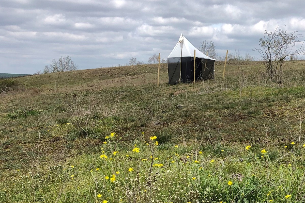 Deutschlandweite Studie zeigt: Insekten in Naturschutzgebieten sind stark mit Pestiziden belastet