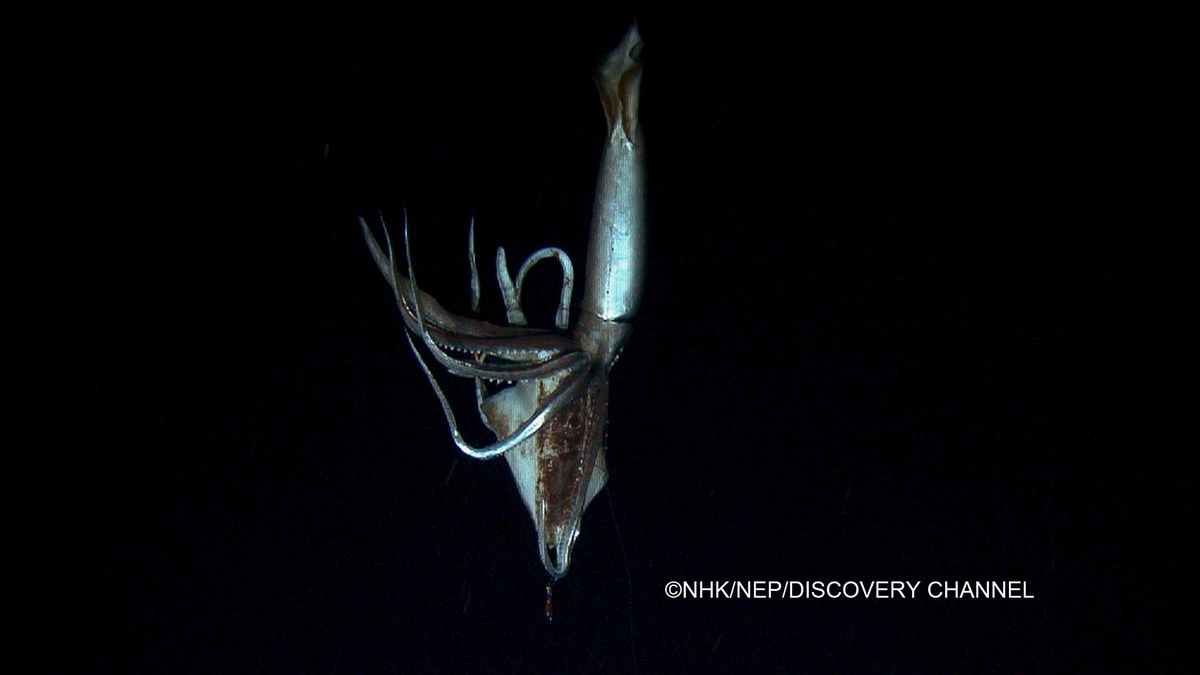 ZDF und ARTE senden Bilder des Tiefsee-Kalmars &quot;Architeuthis&quot; (BILD)