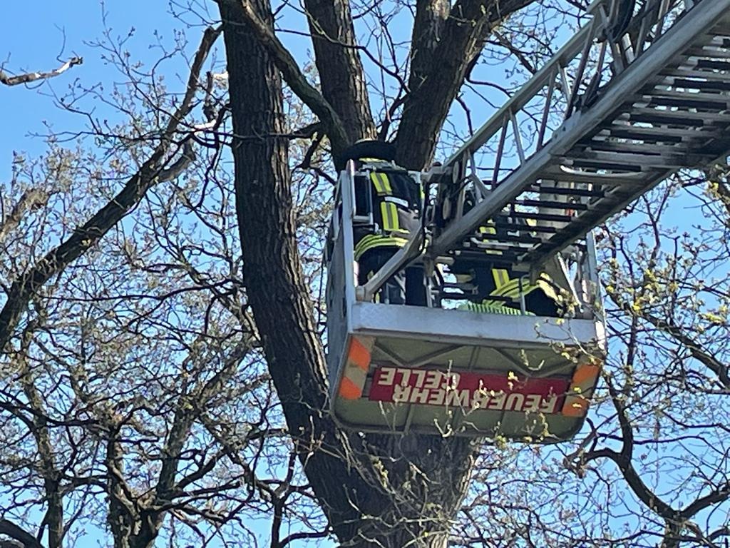 FW Celle: Celler Feuerwehr weiter tierisch gefordert!