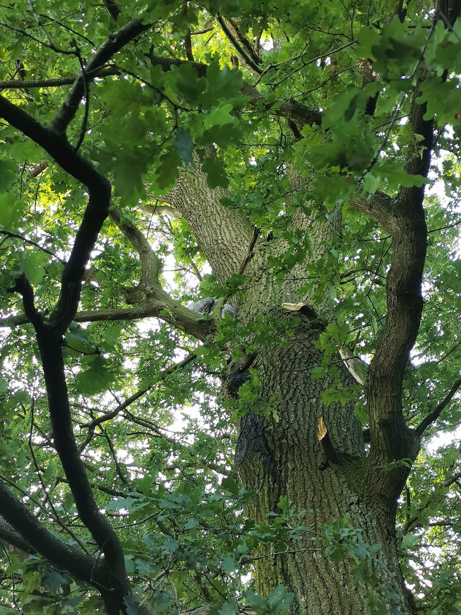 FW-Schermbeck: Katze in Baum