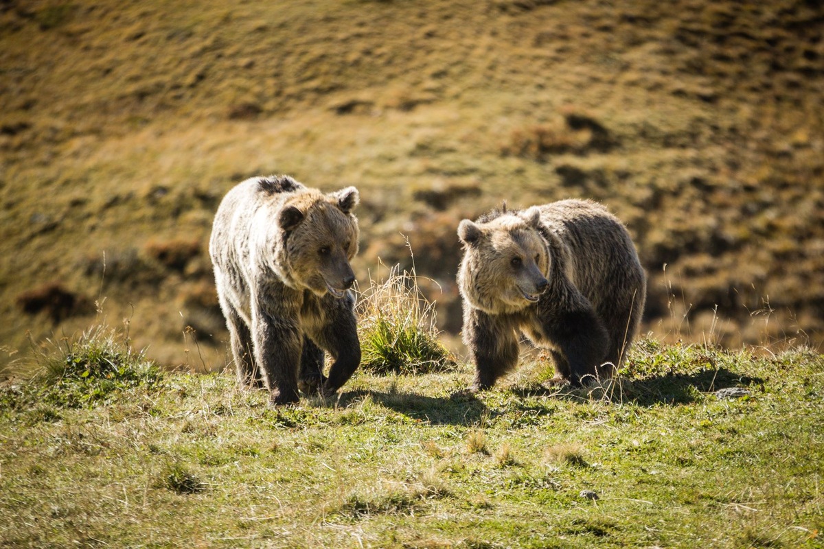 Une première pour le refuge suisse! Quatre ours sont réunis aujourd&#039;hui à Arosa Terre des Ours