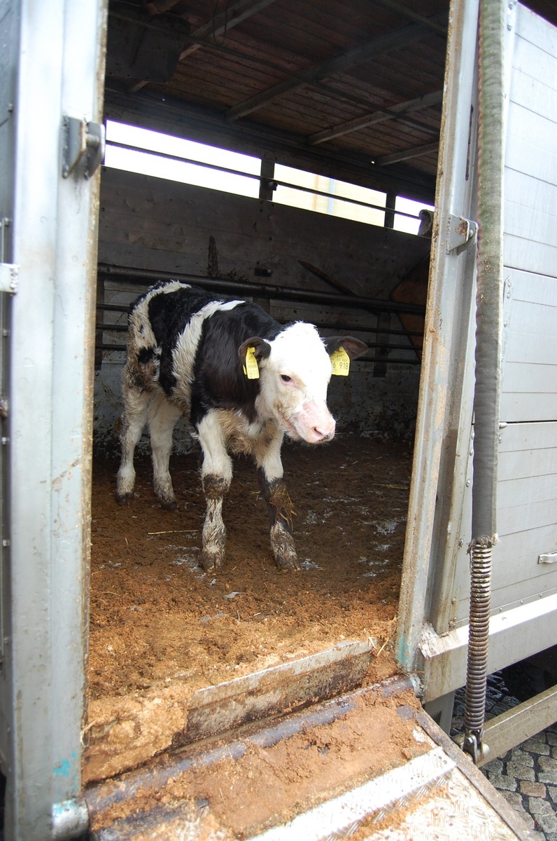 POL-GOE: (1427/2008) Verfügungseinheit kontrolliert LKW&#039; s - Verletztes Kalb auf Triertransporter entdeckt