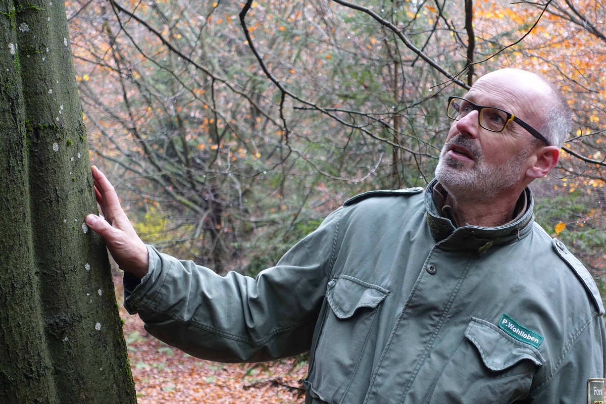 Der Baumflüsterer: ZDF.reportage über Wohllebens Wald-Geheimnisse (FOTO)