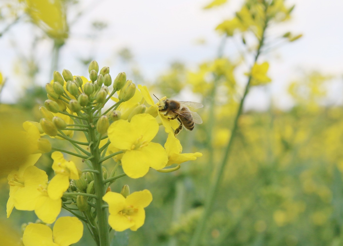 EU-Kommission: Streichen beim Umweltschutz hilft Landwirten nicht