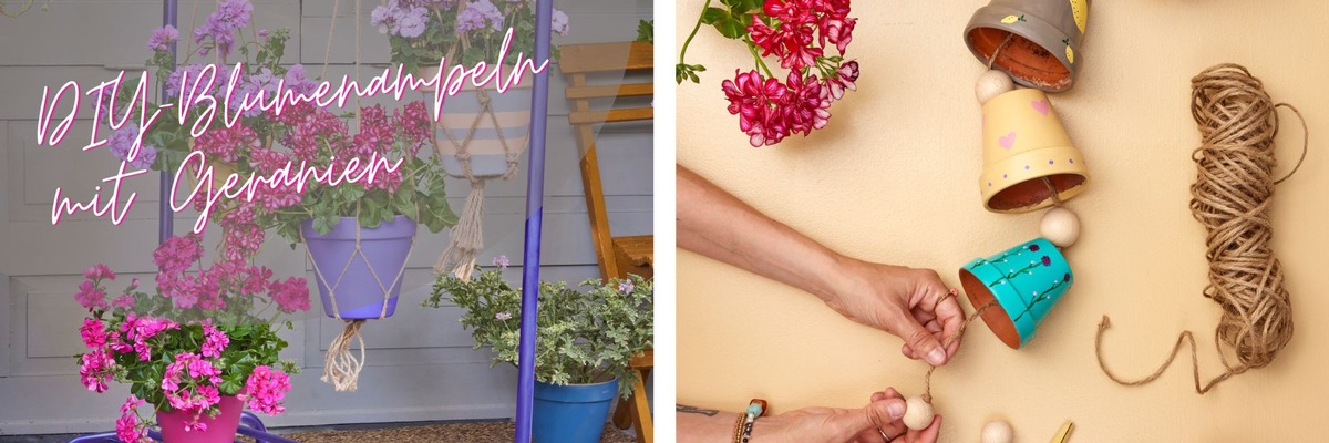 Blütenpracht auf Augenhöhe: DIY-Blumenampeln mit Geranien