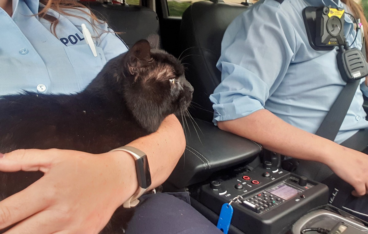 POL-BO: Polizeieinsatz in Werne: Schwarzer Kater behält alle sieben Leben