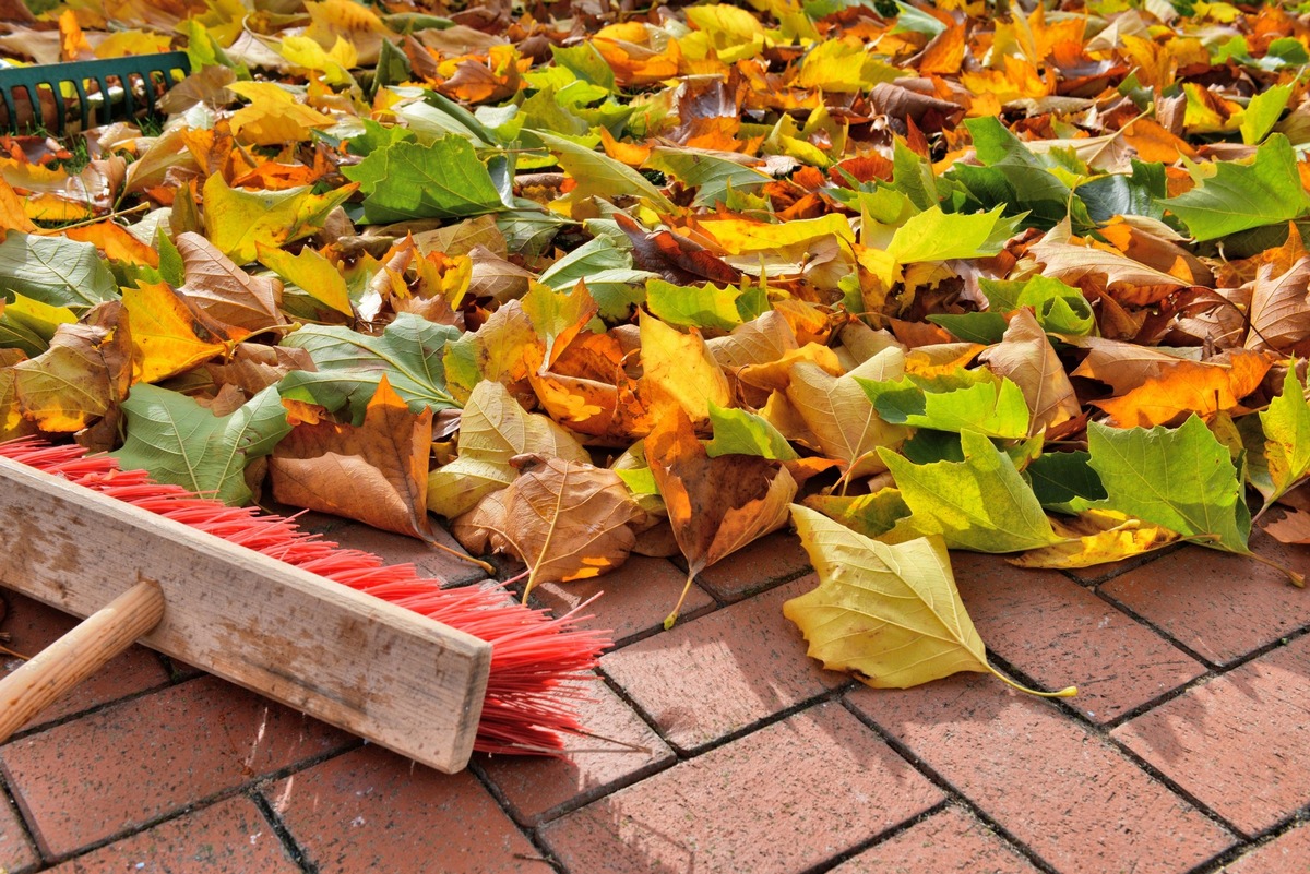 Wohin mit dem Laub? Tipps zum Umgang mit der herbstlichen Blätterflut