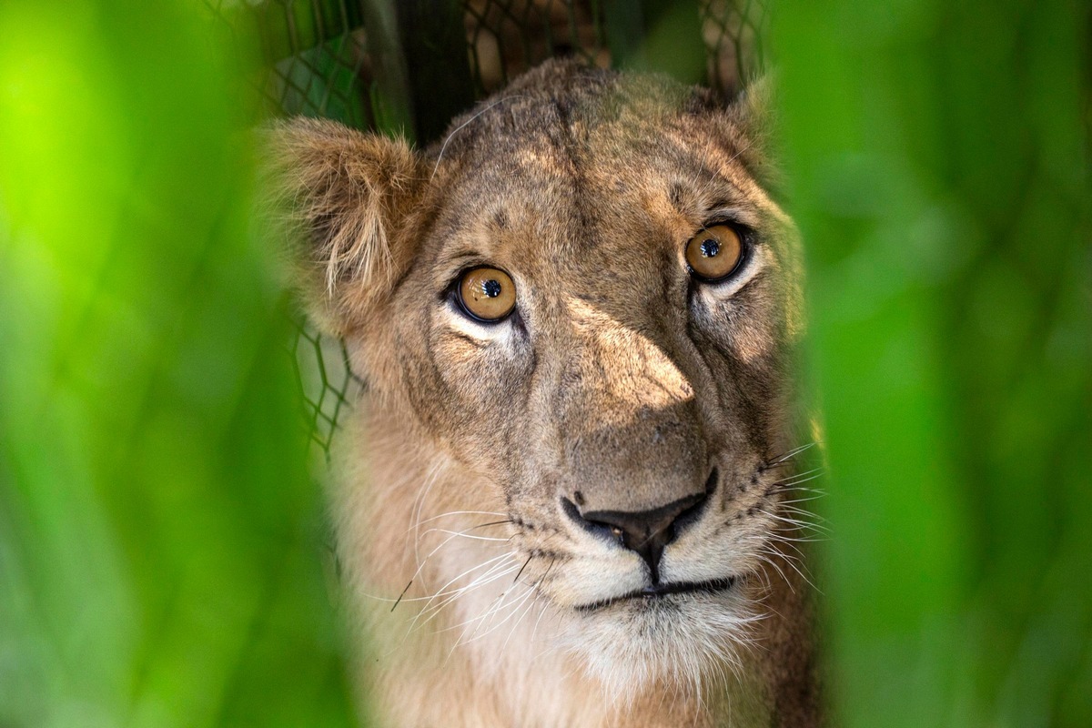 Guerre au Soudan: les lions et les hyènes sont enfin en sécurité