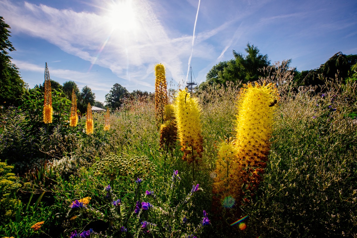 Multitalent Staude: Vom Urban Jungle bis in Prärie und Steppe / Große Staudenschau auf der BUGA Erfurt 2021 Zeichen des Klimawandels