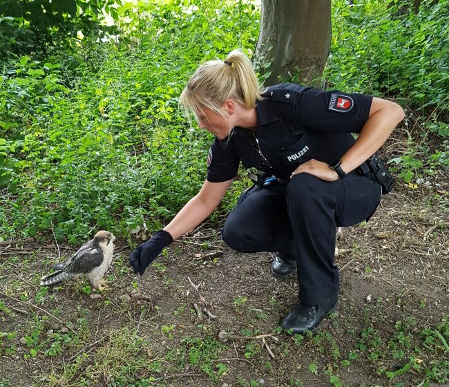 POL-H: Tiere auf Abwegen - Polizei rettet Entenküken und Falken