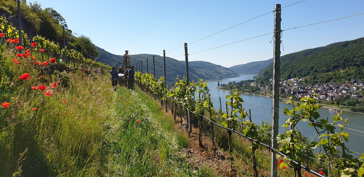 DBU: Begrünte Terrassen mildern Klimafolgen im Steillagen-Weinbau