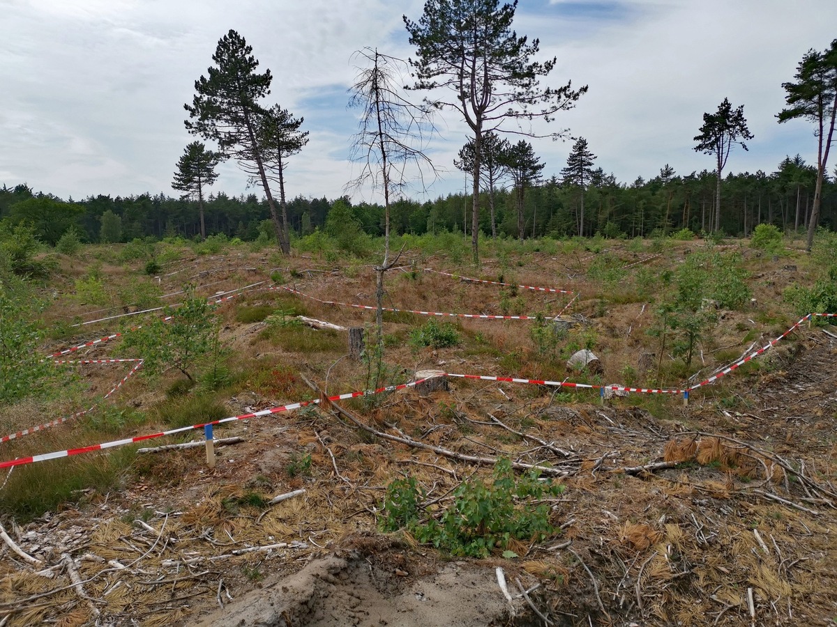 DBU: Wald-Heide-Mosaik nimmt Form an