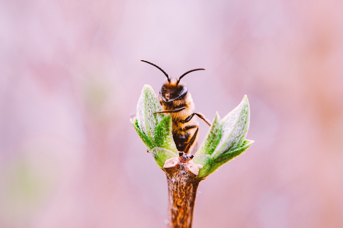 Aktion Biene-frei: LandReise.de unterstützt Urlauber aktiv beim Bienen retten