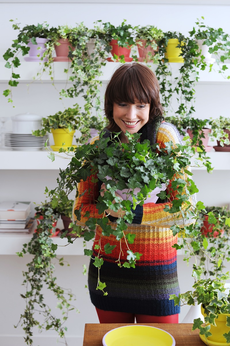 Hedera ist Zimmerpflanze des Monats Januar / Ein Bund fürs Leben: Hedera schwört ewige Treue (mit Bild)