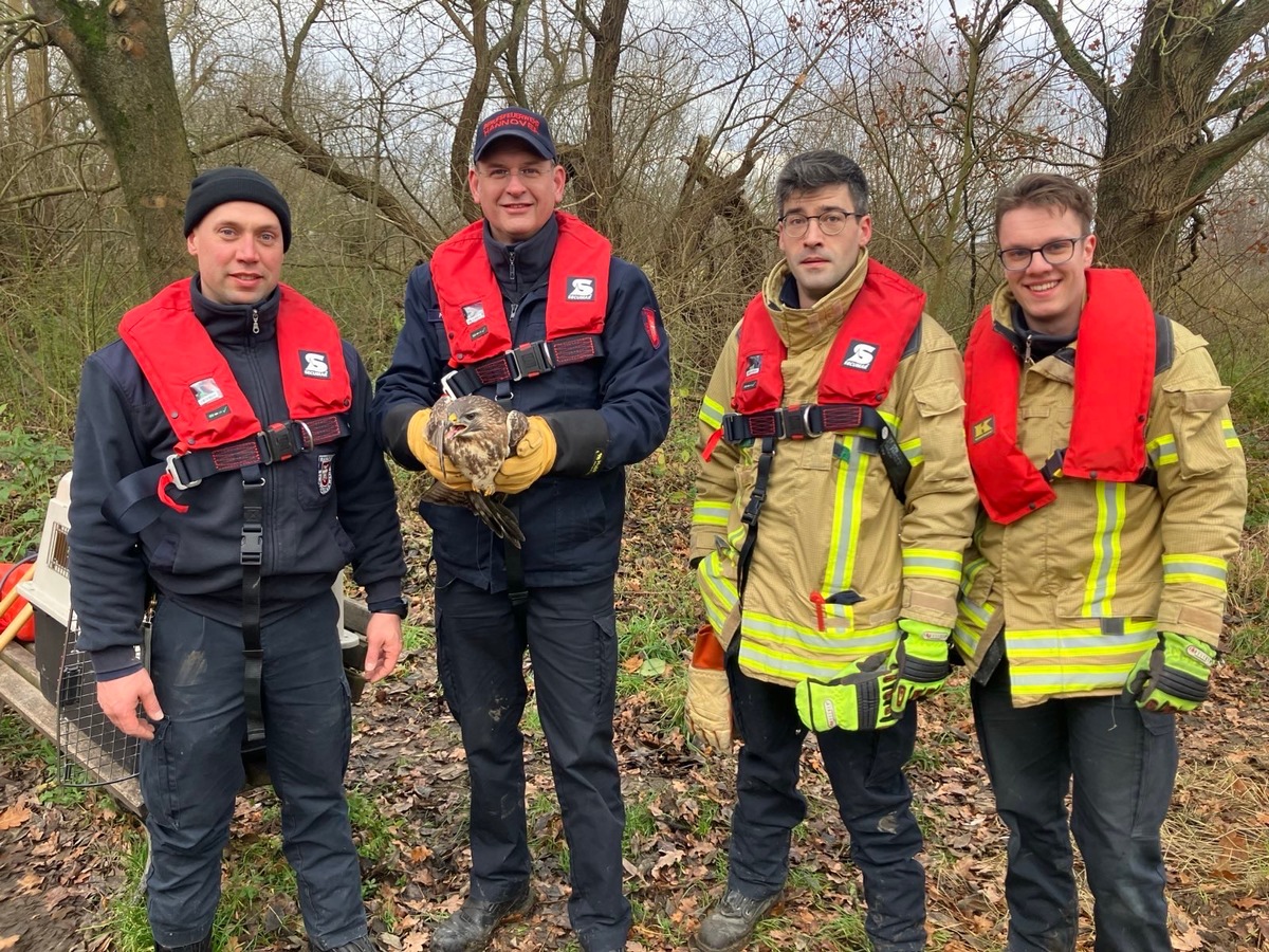 FW Hannover: Hannover-Herrenhausen: Feuerwehr befreit Mäusebussard aus misslicher Lage