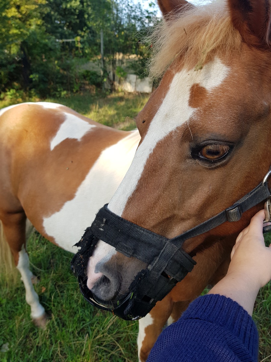 POL-HA: Polizei fängt Pferd auf der Hasencleverstraße ein