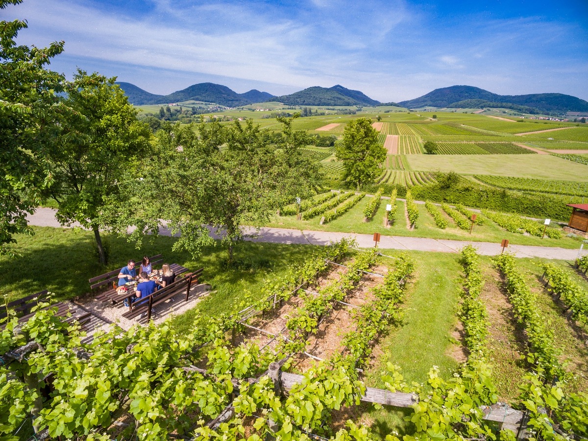 Neuer Picknick-Service der Südlichen Weinstrasse für Genuss zwischen Wald, Wein und Wiesen