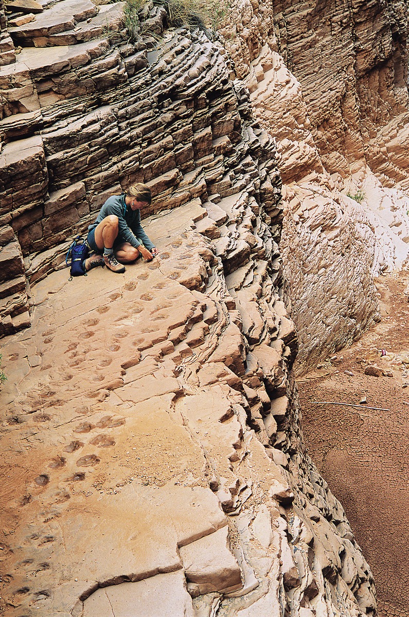 Forscher von NATIONAL GEOGRAPHIC entdecken fossile Tierpfade