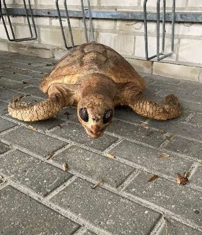 POL-EL: Papenburg - Präparierte Schildkröte vermutlich entsorgt