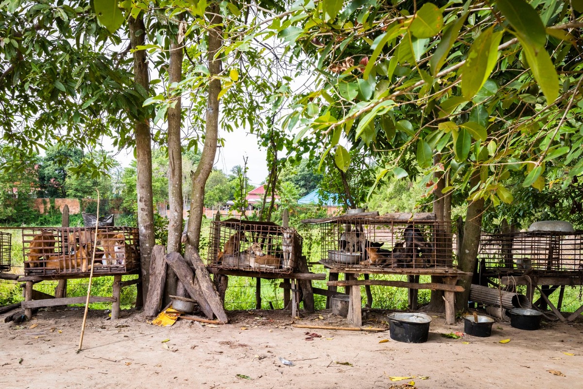 Siem Reap verbietet als erste Provinz Kambodschas Hundefleisch