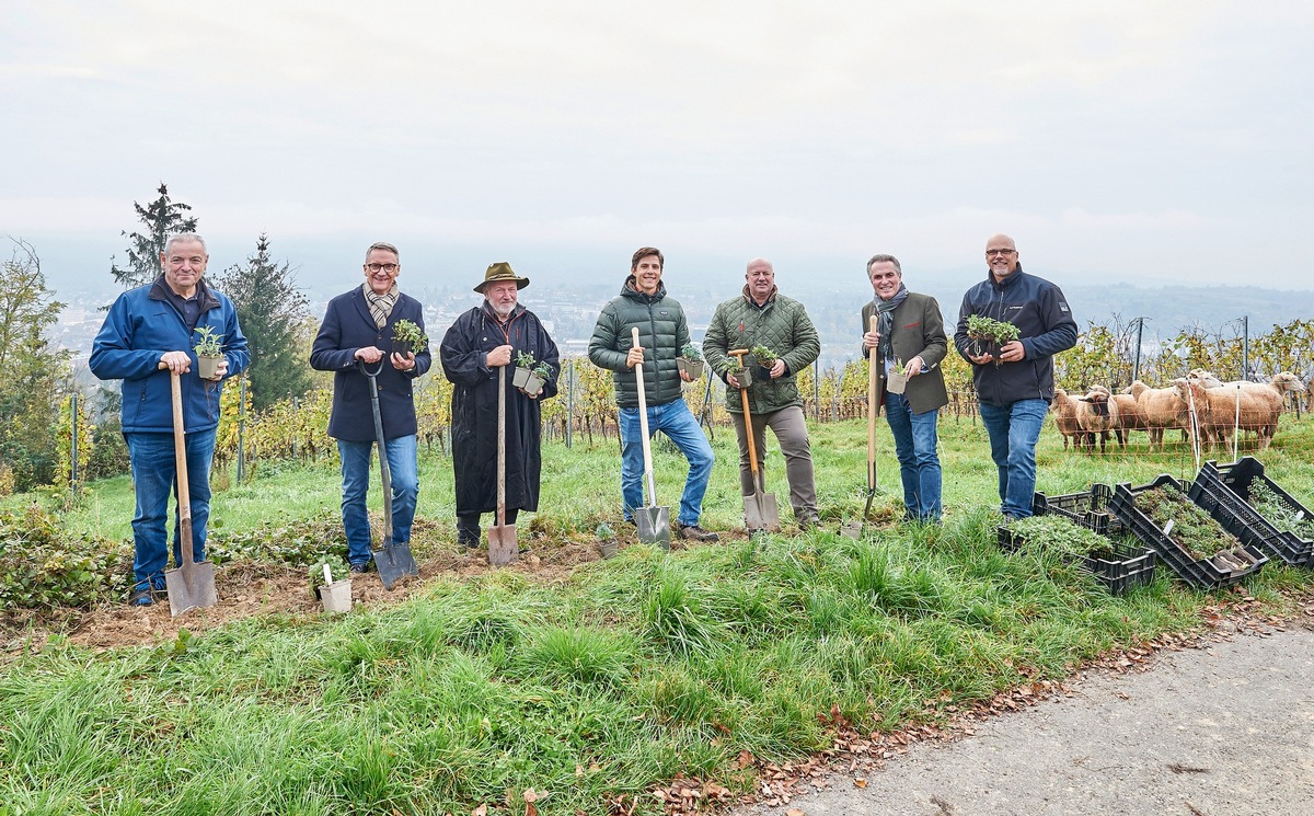 Presse-Information: Kräuter und Schafe für mehr Artenvielfalt im Weinberg