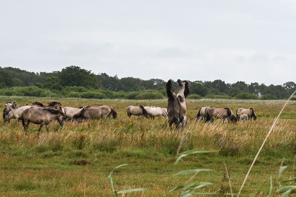 Tierisch wild in Schleswig-Holsteins Binnenland: Zwischen blauen Fröschen, Vogelschwärmen und Wildpferden