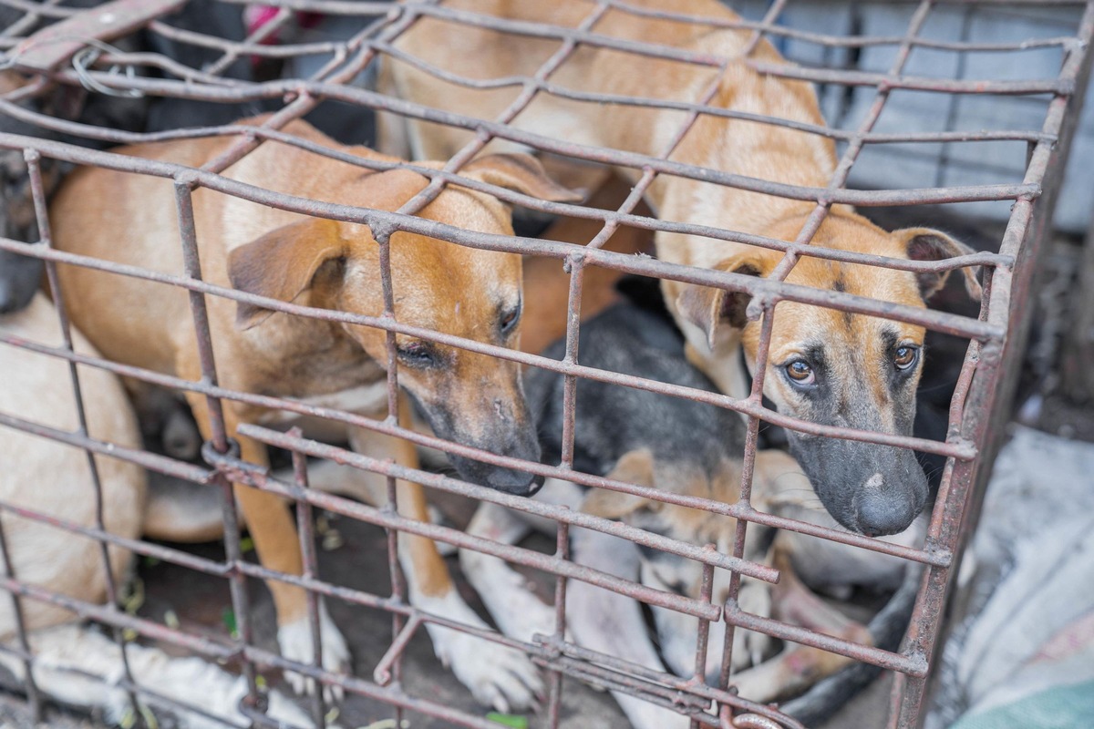 Jakarta interdit le commerce de viande de chien et de chat