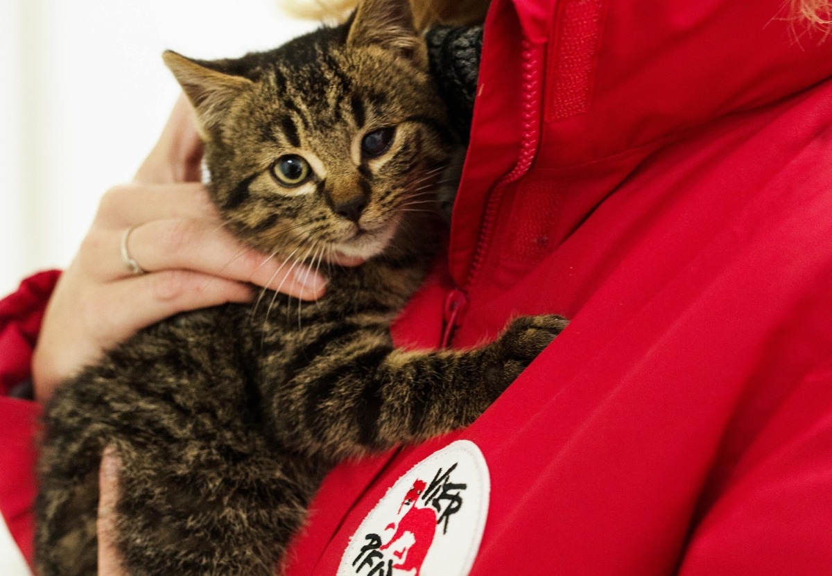 VIER PFOTEN spricht an der Fachmesse Terr-Animale über ihre Katzenprojekte