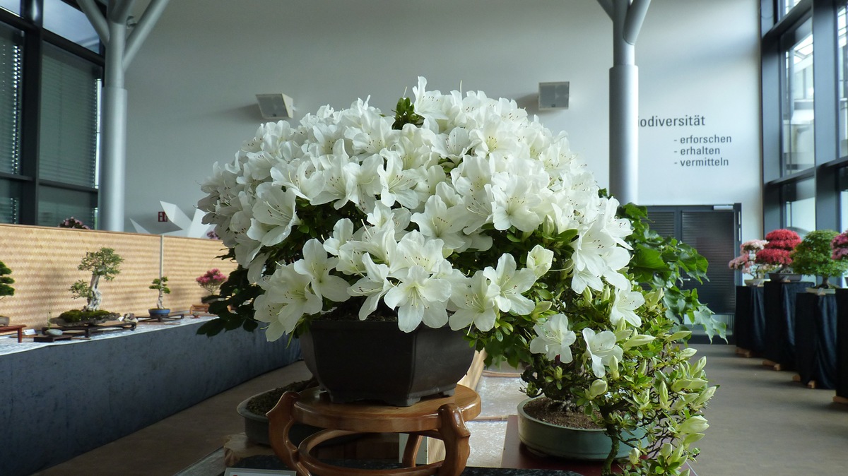 22. Osnabrücker Bonsaitage - Ausstellung zum Thema Bonsai im Botanischen Garten der Universität Osnabrück