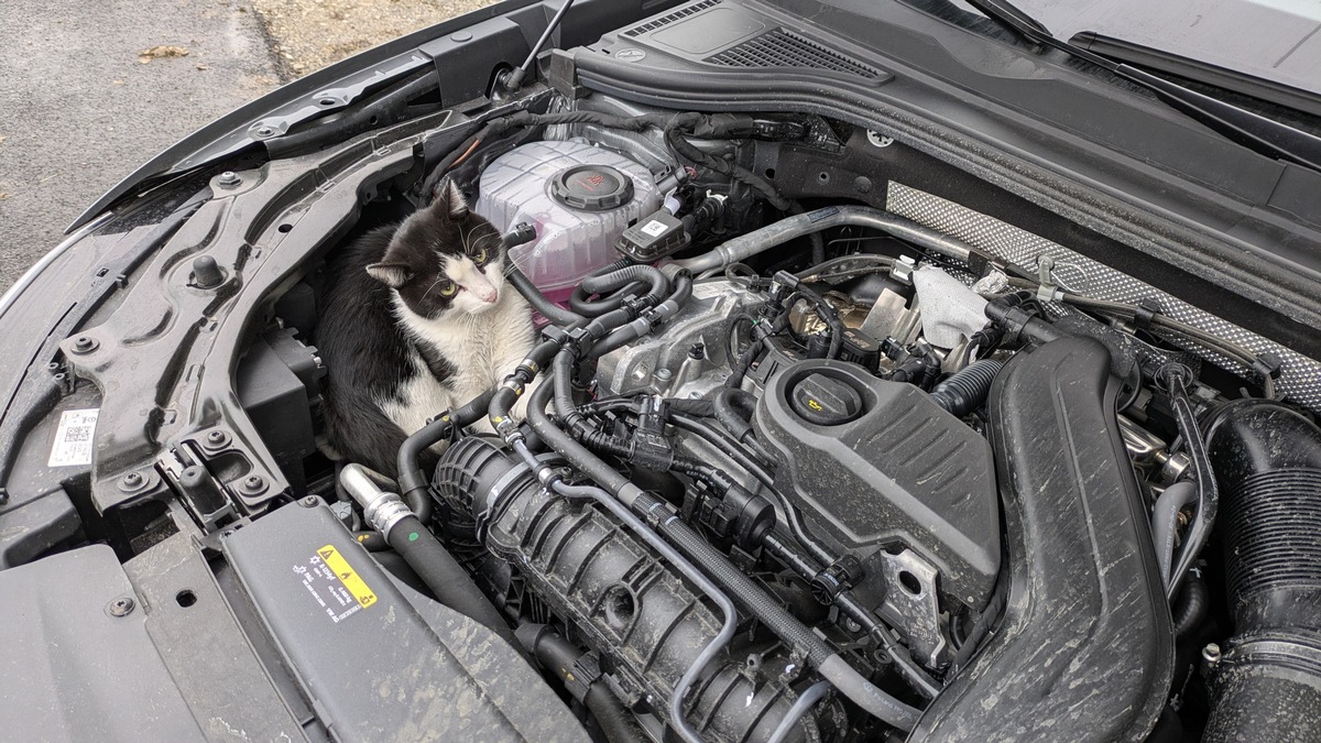 FF Olsberg: Von Hamm bis Olsberg - Katze fährt 75 Kilometer im Motorraum über die A44 mit