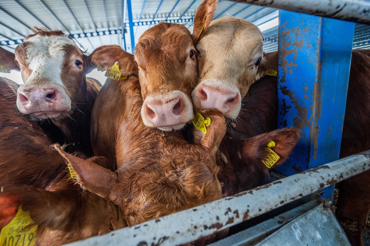 Tragédie en mer : QUATRE PATTES dénonce une nouvelle catastrophe liée au transport d’animaux vivants