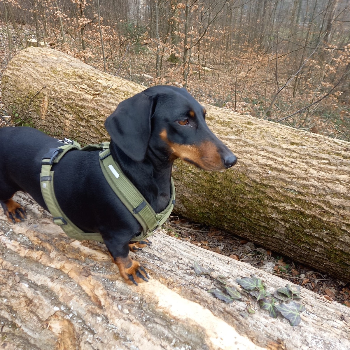 VIER PFOTEN Ratgeber: Wenn der Hund fürs Leben gern jagt