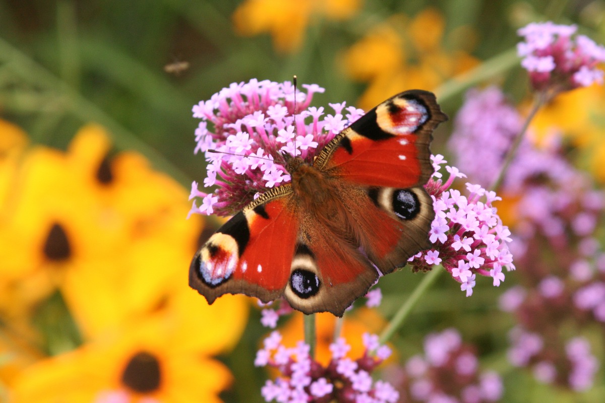 Bund deutscher Baumschulen: Bäume sichern intakte Insektenwelt