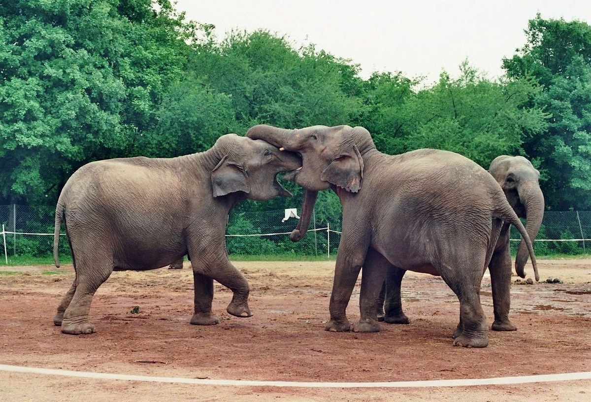 Aktionsbündnis &quot;Tiere gehören zum Circus&quot; weist haltlose Anschuldigungen gegen den traditionellen Circus mit Wildtieren empört zurück (BILD)