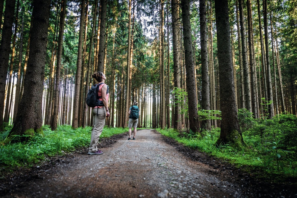 Einladung Wandertrilogie Allgäu 11.-14. Mai 2023 - Resilienz, Achtsamkeit und Waldbaden, im Dreiklang mit der Natur