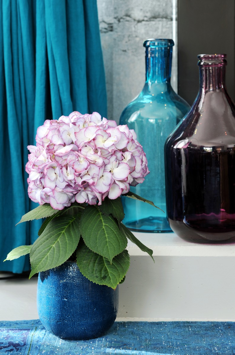 Hortensie ist Zimmerpflanze des Monats März / Farbenfroher Frühlingsbeginn mit der Hortensie (FOTO)