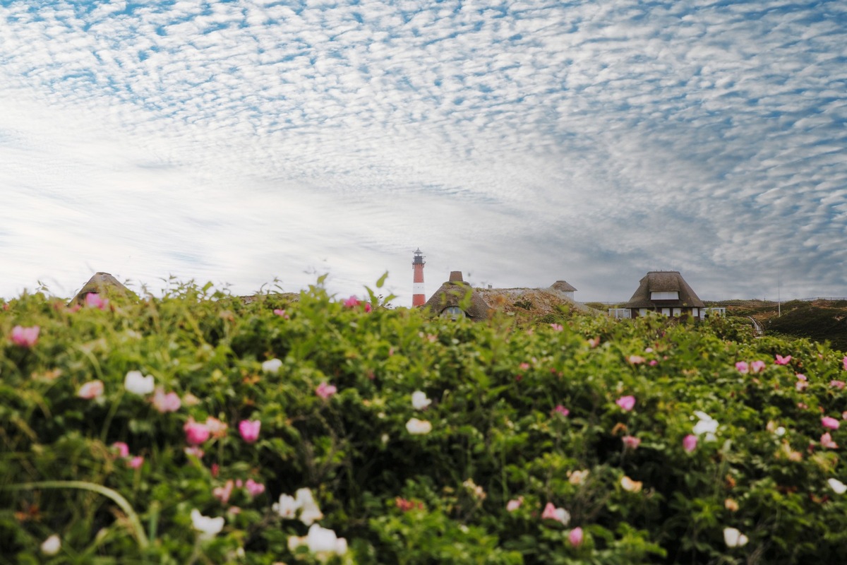 Rosige Aussichten auf Sylt